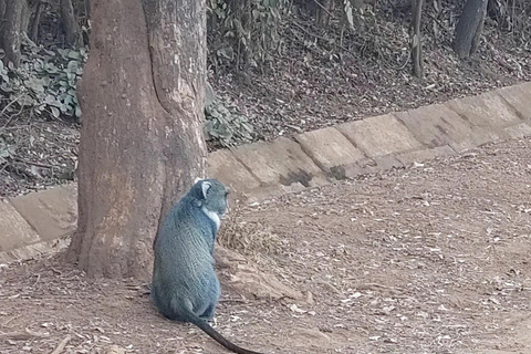 De Nairóbi: Trilha natural da floresta de KaruraDe Nairobi: Trilha Natural da Floresta Karura