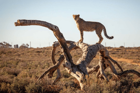 2-Day Inverdoorn Safari – Big Five Cape Town Experience