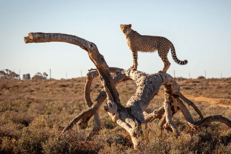 2-Day Inverdoorn Safari – Big Five Cape Town Experience