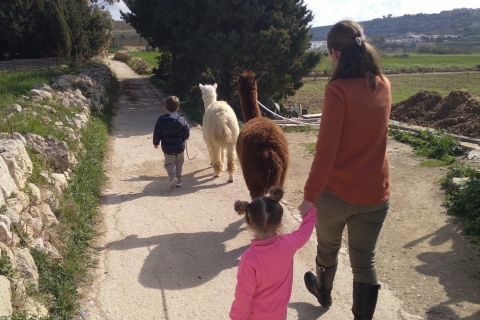 Gozo: Alpaka-Wanderungen und Farm-Besuch