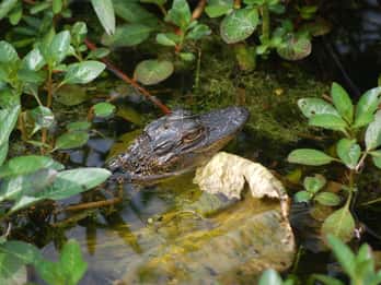 Ab Orlando: Airboat-Tour in den Everglades Ab Orlando: Airboat-Tour in den Everglades