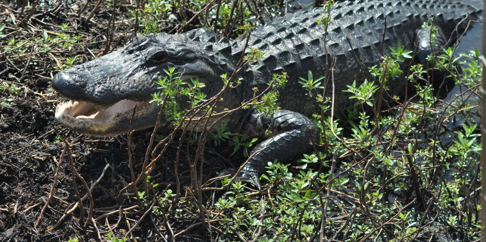 10 Best Airboat Tours In Orlando, FL