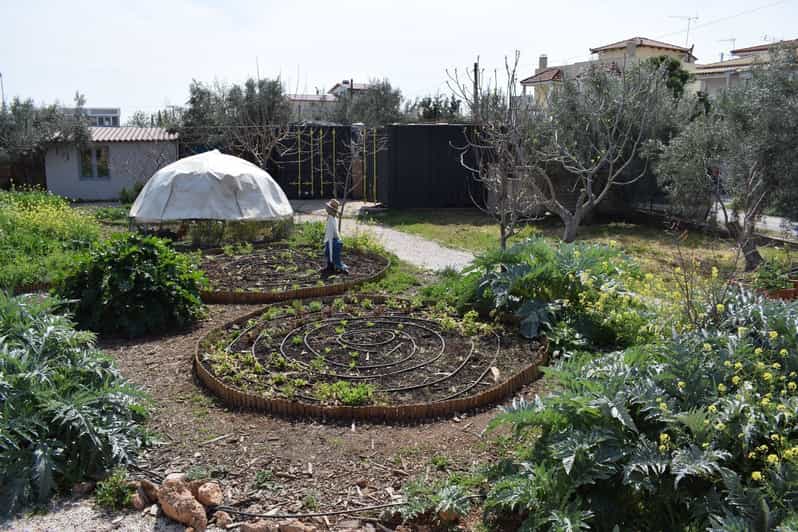 From Athens Olive Oil Farm Tasting Experience GetYourGuide