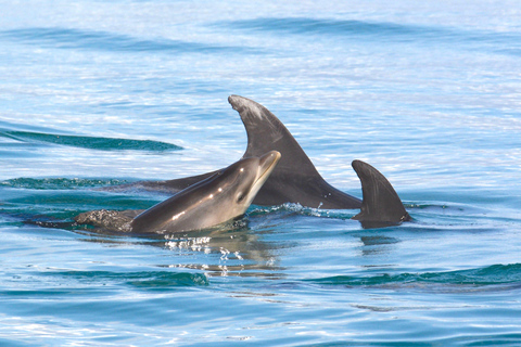 Portimão: Tour en barco con Delfines y Vida Marina con BiólogoTour privado