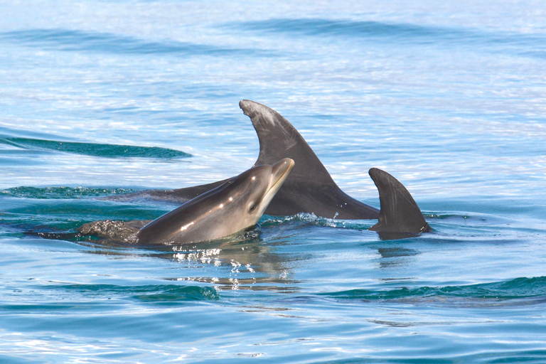 Portimão: Dolphins and Marine Life boat tour with Biologist Small-group Tour