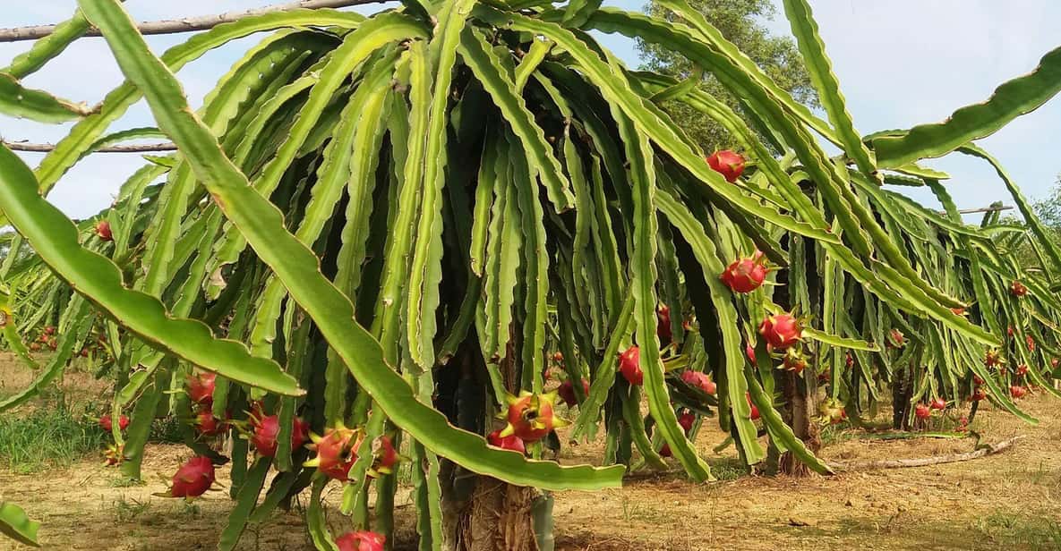 Ho Coc Beach, Nature Reserve & Dragon Fruit Farm Day Tour