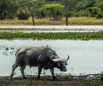 Desde el Parque Nacional de Zanzíbar-Selous un Safari de un Día con vuelos