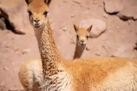 San Pedro de Atacama: wildlife and photography safari