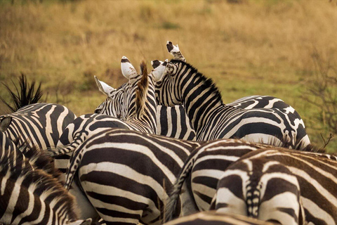 Serengeti: 3-Day Migration Safari with Hot Air Balloon Ride