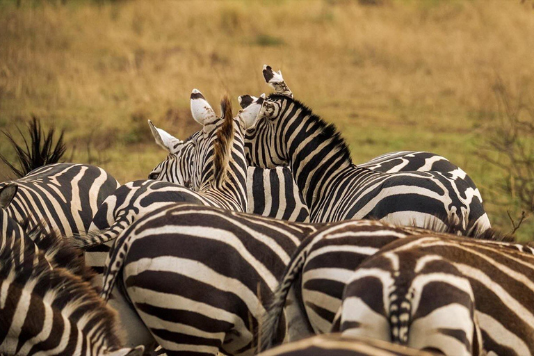 Serengeti: 3-Day Migration Safari with Hot Air Balloon Ride