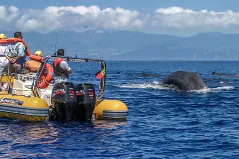 Azores Whale Watching Expedition and Islet Boat Tour