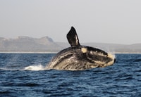 Gansbaai, Big 5 Marine Safari - Housity