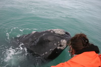 Gansbaai, Big 5 Marine Safari - Housity