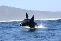 Gansbaai, Big 5 Marine Safari - Housity
