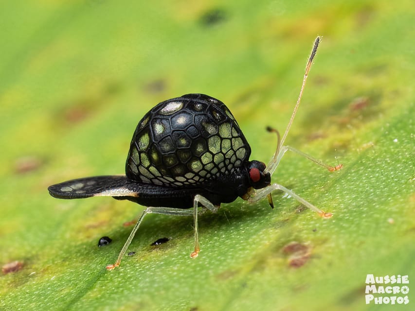 Cairns: Insect Photography Tour of Cairns Botanic Gardens | GetYourGuide