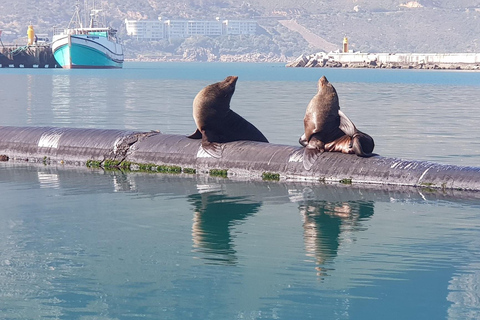 Cape of Good Hope and Penguins Full-Day Private Tour Private tour: Cape of Good Hope and Penguins Full-Day Tour