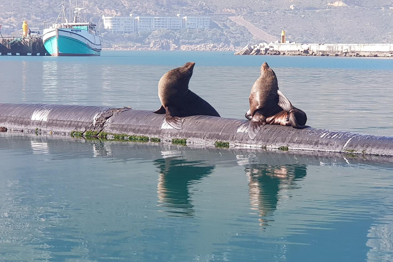 Cape of Good Hope and Penguins Full-Day Private Tour Private tour: Cape of Good Hope and Penguins Full-Day Tour