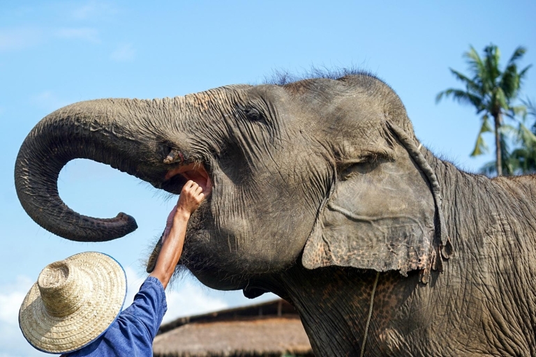 Chiang Mai : visite sanctuaire des éléphants en petit groupeVisite d’une demi-journée en matinée