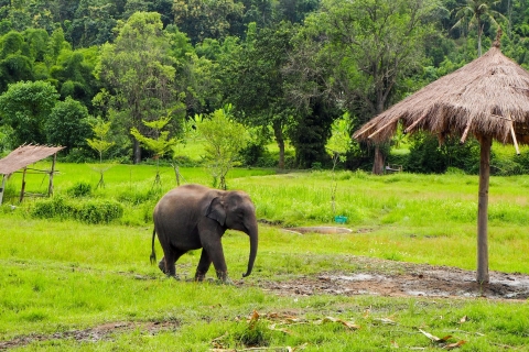 Chiang Mai : visite sanctuaire des éléphants en petit groupeVisite d’une demi-journée en matinée