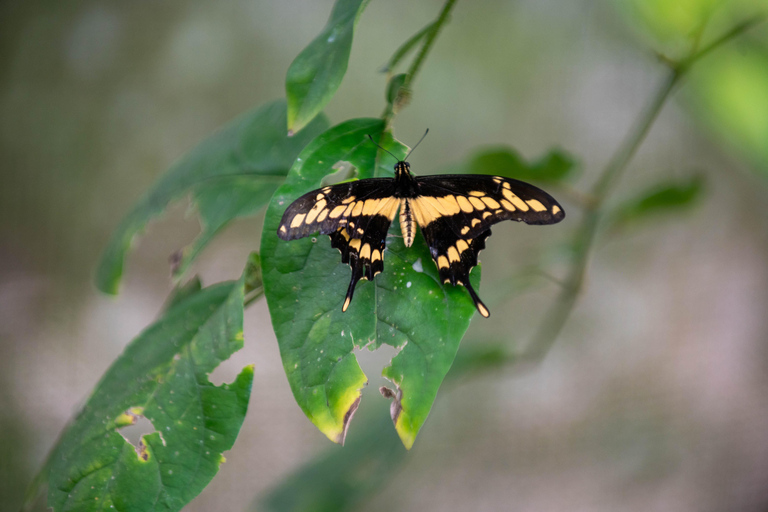 Panama: Private Tour zur Embera-Gemeinde und zum Faultier-SchutzgebietPanama: Private Tour zur Embera-Gemeinde und zum Faultierschutzgebiet