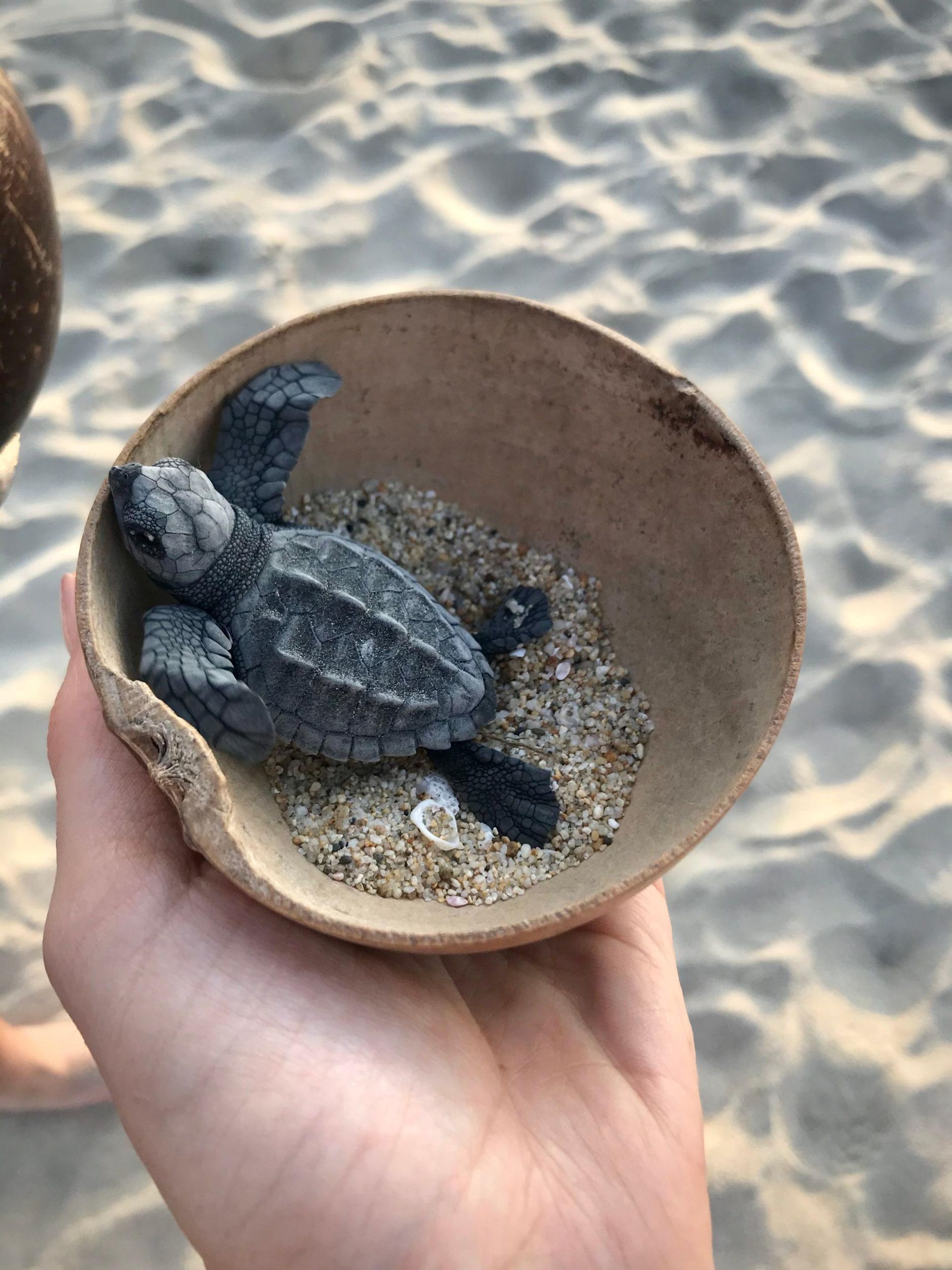 Zihuatanejo, Guerrero: Erlebnis Schildkrötenbefreiung