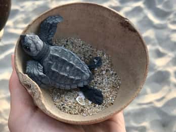Zihuatanejo, Guerrero: Turtle Release Experience