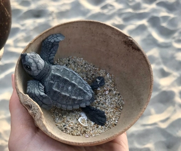 Zihuatanejo, Guerrero: Erlebnis Schildkrötenbefreiung
