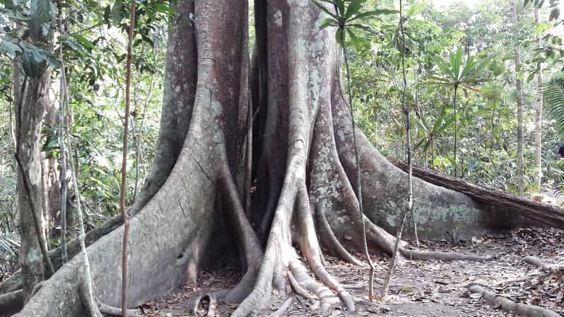 From Bangkok: Khao Yai National Park Jungle Trek with Lunch | GetYourGuide