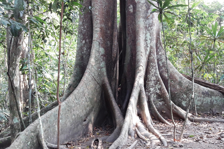 Khao Yai National Park Jungle Trekking Day Trip From Bangkok Khao Yai National Park Small-Group Tour