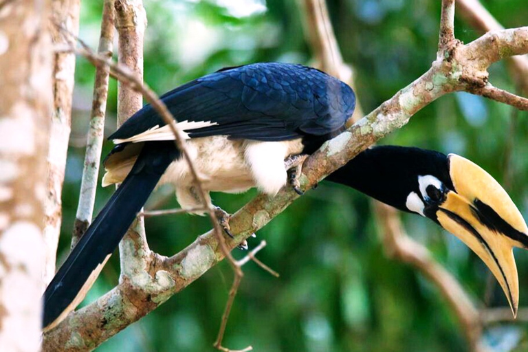 Parque nacional de Khao Yai: 1 día en la selva desde BangkokParque nacional de Khao Yai: tour privado