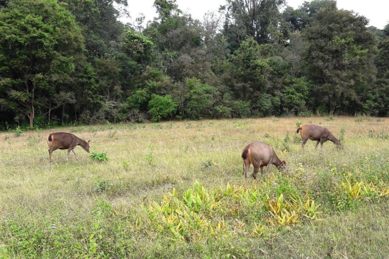 Nationaal park Khao Yai: junglewandeltocht vanuit BangkokNationaal park Khao Yai: junglewandeltocht in kleine groep