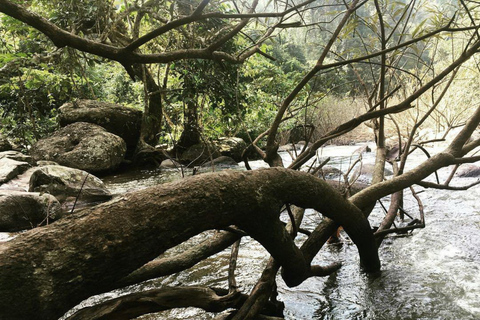 Wycieczka do dżungli do Parku Narodowego Khao Yai z BangkokuPrywatna wycieczka do Parku Narodowego Khao Yai