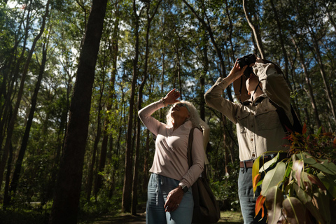 Brisbane: Koala Tour with Hotel Pickup & Morning Tea