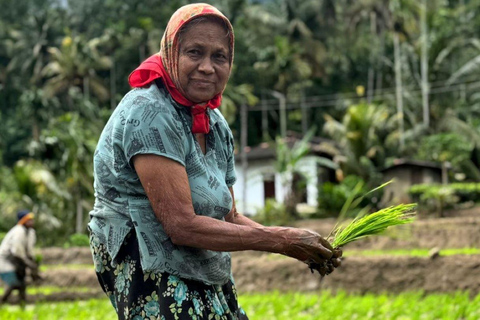 Belihuloya Village Tour with Lunch Ihala Galagama Village Trail with Lunch