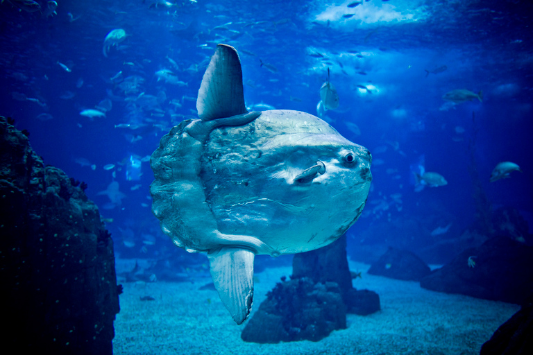 Hop-on Hop-off-buss med Oceanario-biljett72H 4 rader Hop on Hop off biljett med entré till Oceanarium