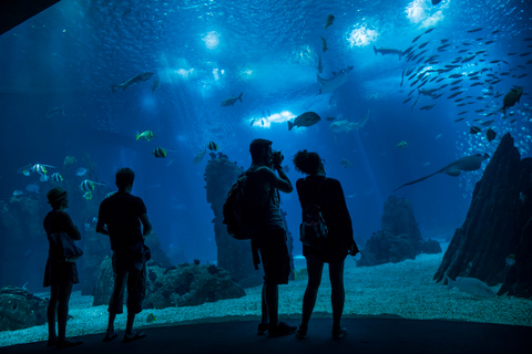 Autobus Hop-on Hop-off con biglietto Oceanario72H Biglietto Hop on Hop off a 4 linee con ingresso all&#039;Oceanario