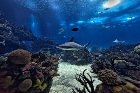 Bus à arrêts multiples avec billet Oceanario72H 4 billets Hop on Hop Off avec entrée à l&#039;Oceanarium