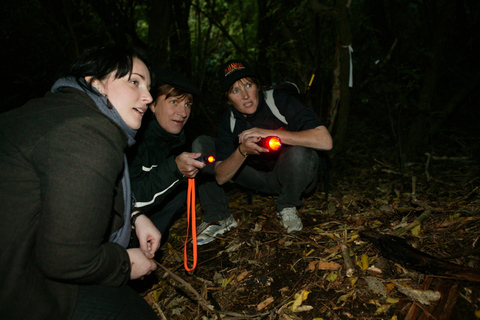 Zelandia: tour de noche