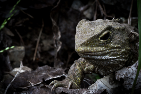 Zealandia by Night Tour