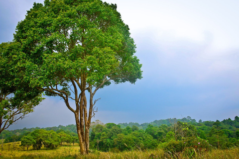 Parque nacional de Khao Yai: 1 día en la selva desde BangkokParque nacional de Khao Yai: tour privado