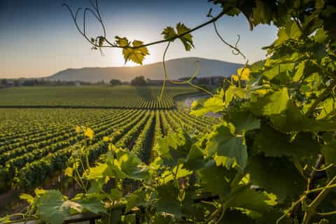From Milan: Franciacorta Wine Tasting and Shopping Tour