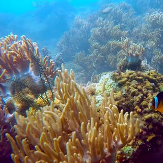 Cham Island: Underwater Walking & Snorkeling Tour