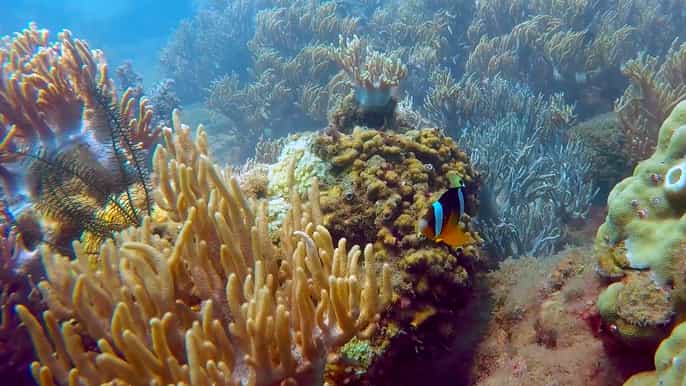 cham island underwater walking snorkeling tour