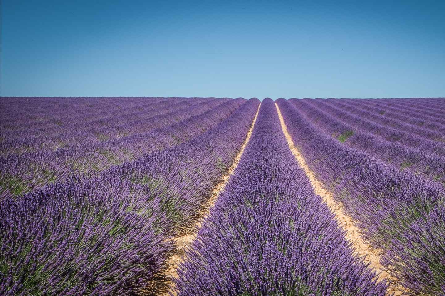 day trips from aix en provence | valensole