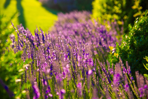Valensole: Professional Photo in a Lavender Field Valensole: Professional photo in a lavender field