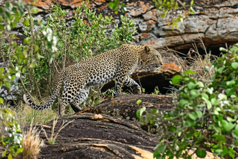 Quênia: 6 dias de Amboseli, Tsavo Oeste e Leste