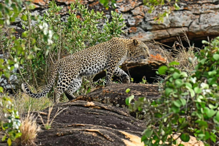 Quênia: 6 dias de Amboseli, Tsavo Oeste e Leste