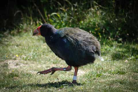 Tiritiri Matangi Island Day Trip from Auckland