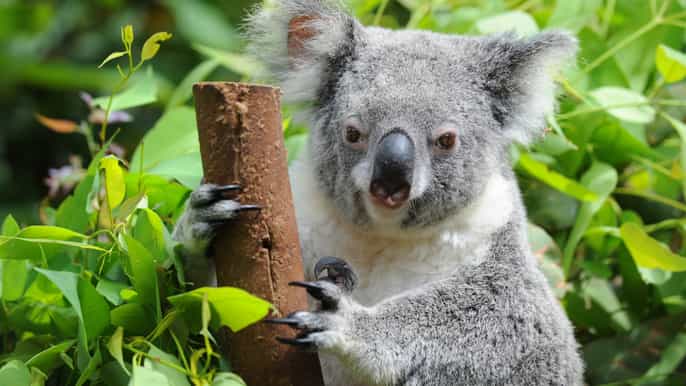 brisbane heldagstur til australia zoo