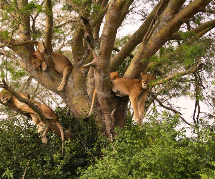 3 - Days Ultimate Serengeti Safari Luxury +++